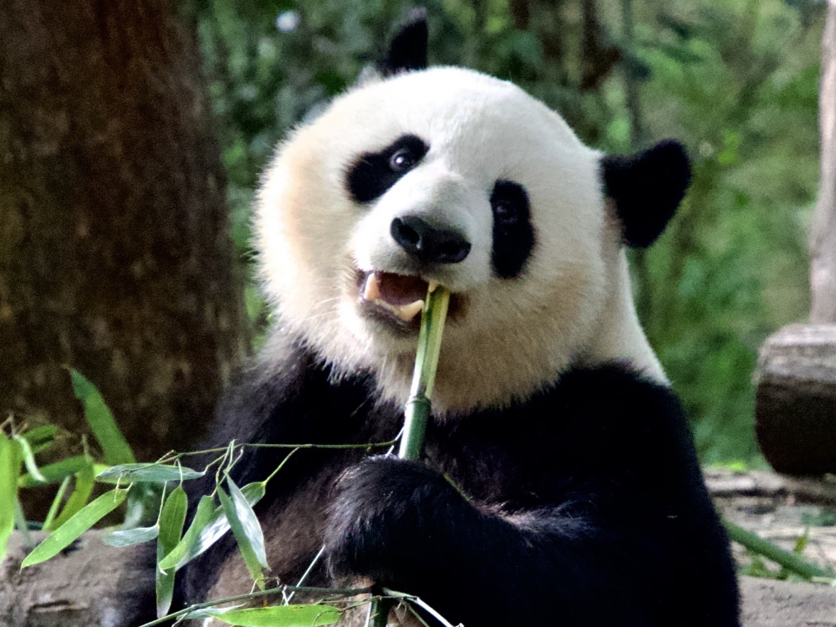 Chengdu Classic Panorama · 5-Day In-depth Tour